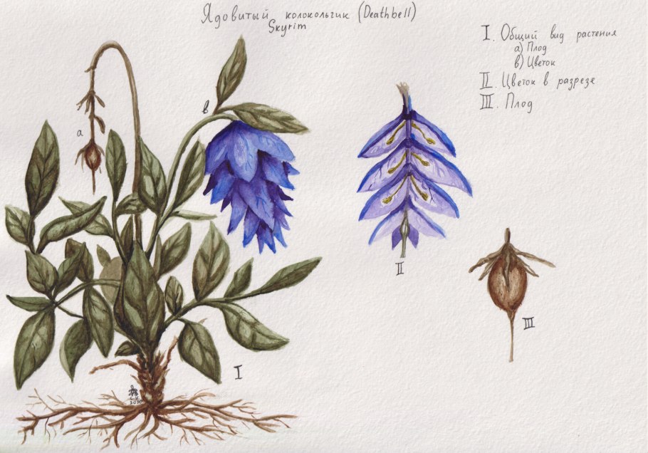 Ботаническая иллюстрация