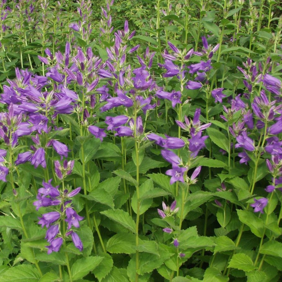 Колокольчик Кампанула