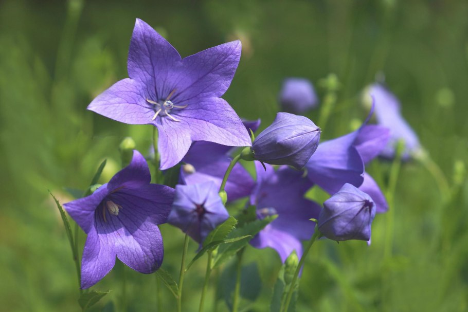 Колокольчик персиколистный (Campanula persicifolia)