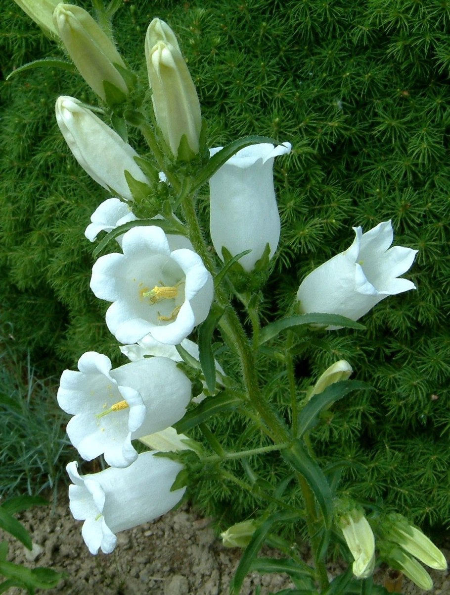 Колокольчик широколистный Лесной цветок