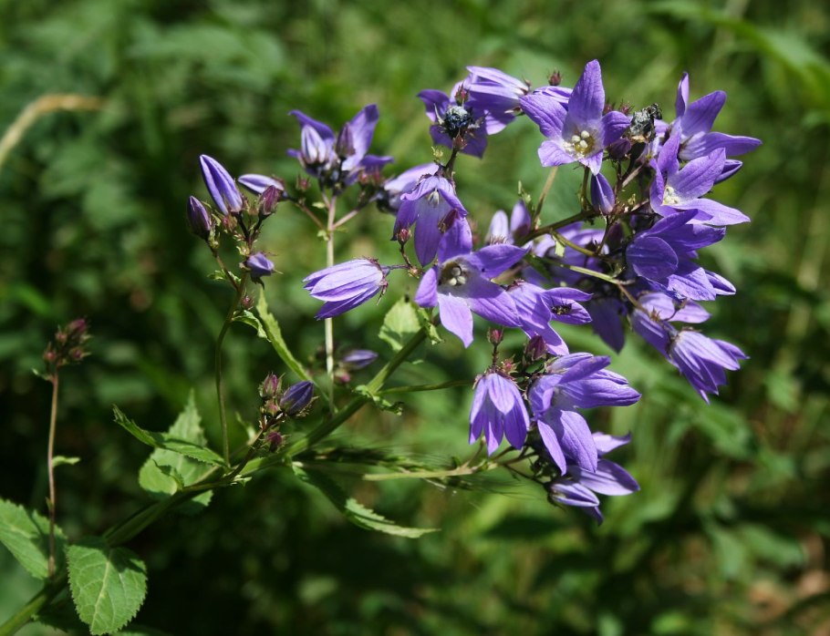 Колокольчик сиреневый широколистный