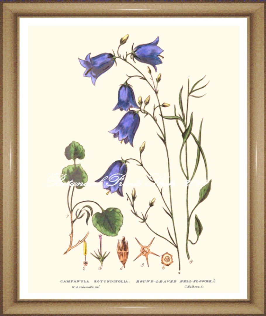 Campanula trachelium