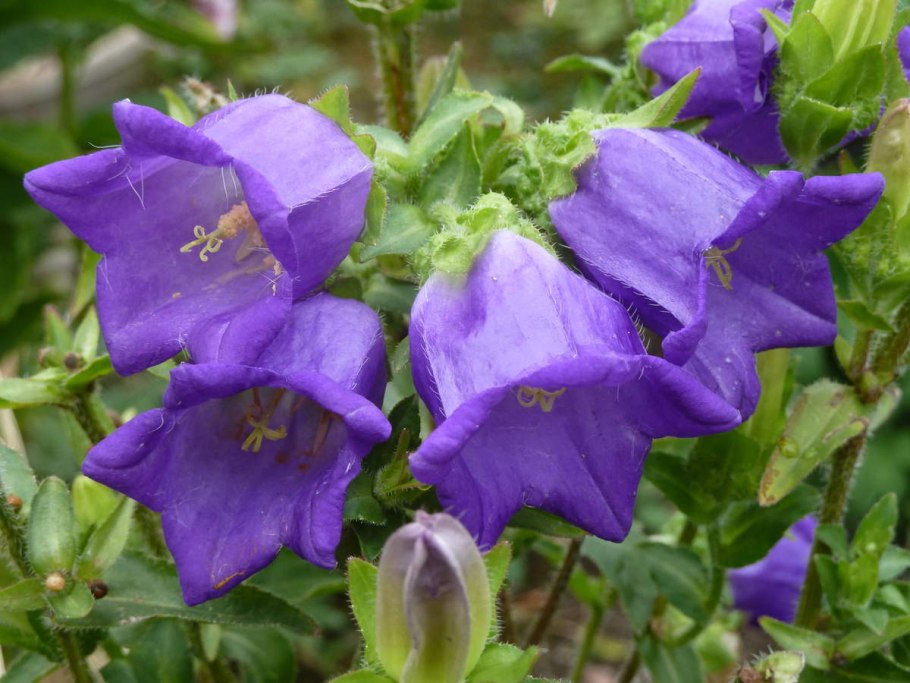 Колокольчик садовый кампанула