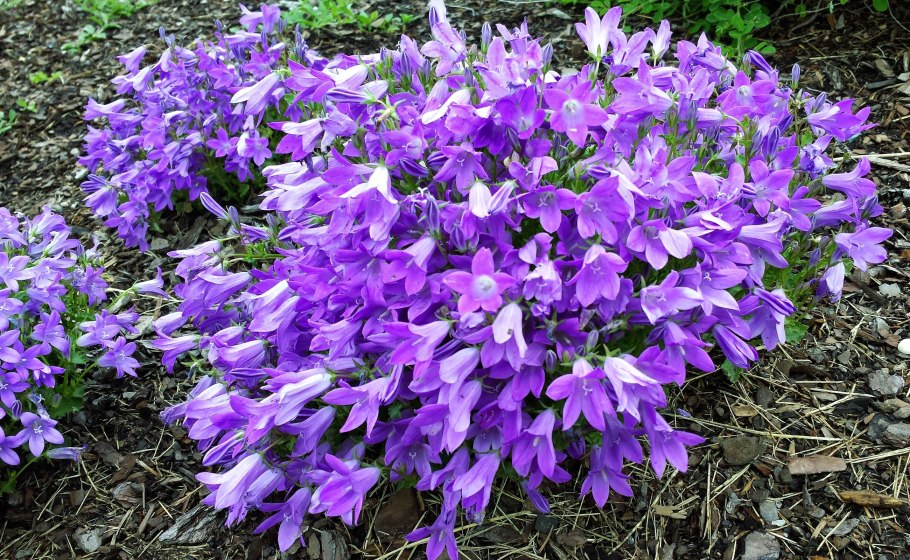 Campanula lasiocarpa