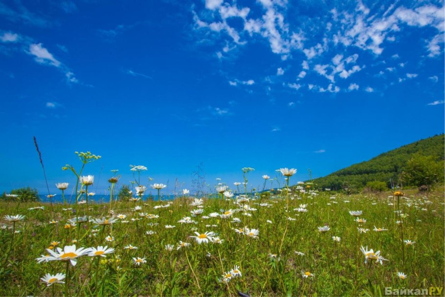 Поляна у моря