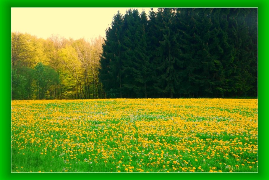 Холмы перелески Луга