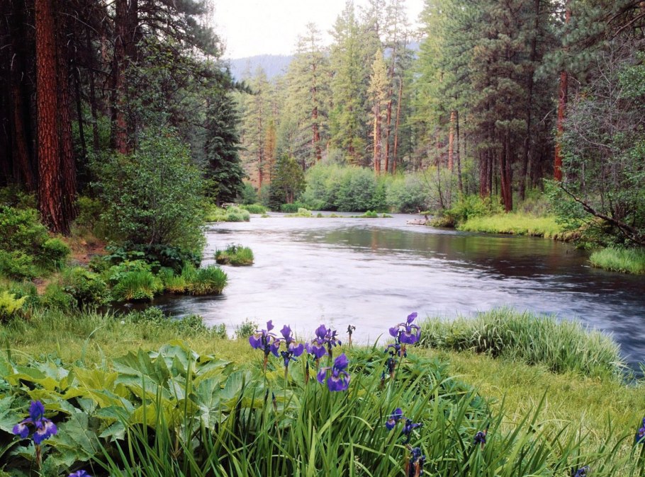 Путнин пшеничное поле