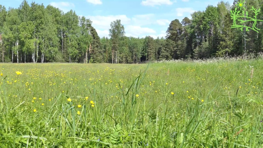 Дождливая природа