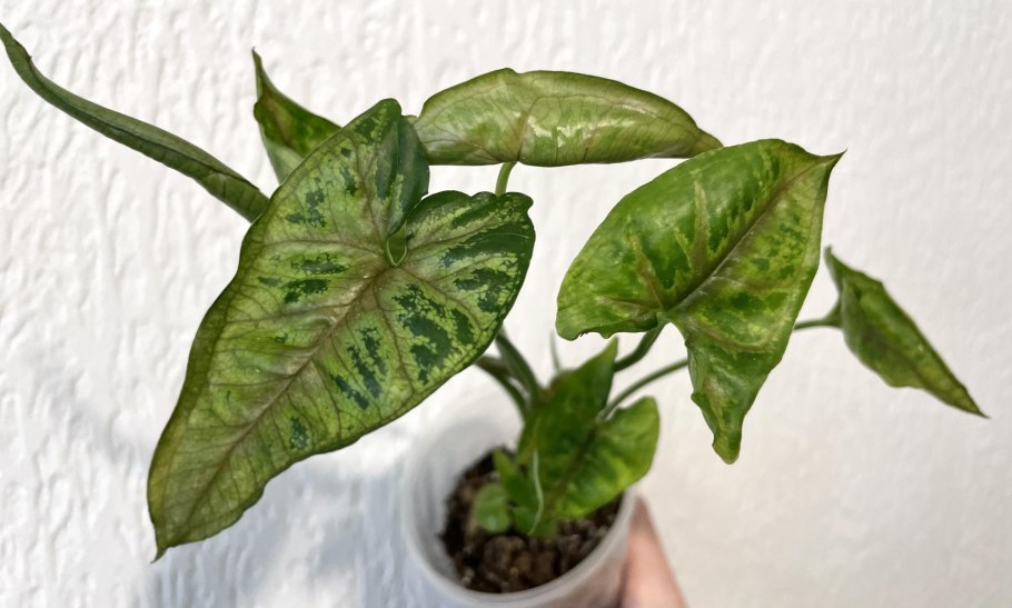 Syngonium Pink allusion
