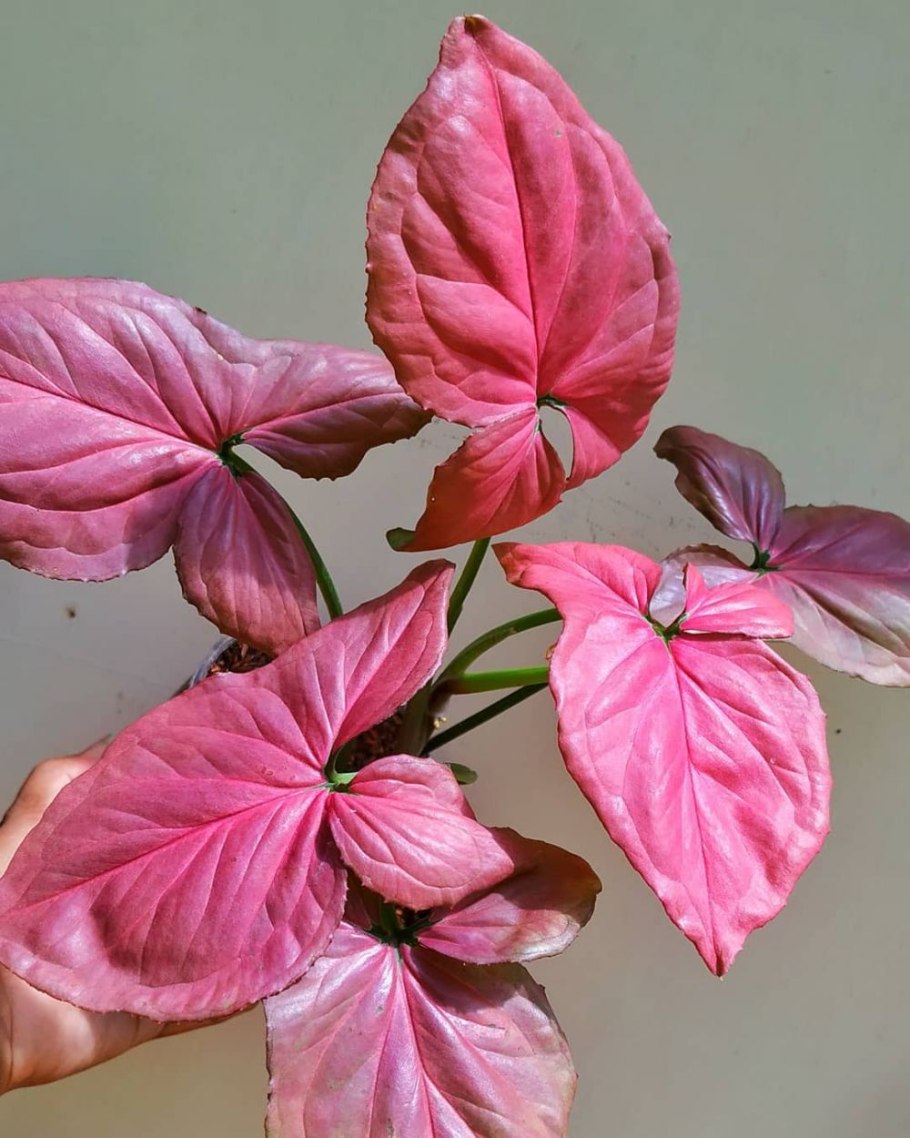 Сингониум Pink