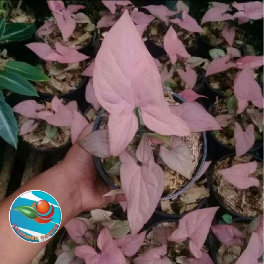 Pink perfection сингониум