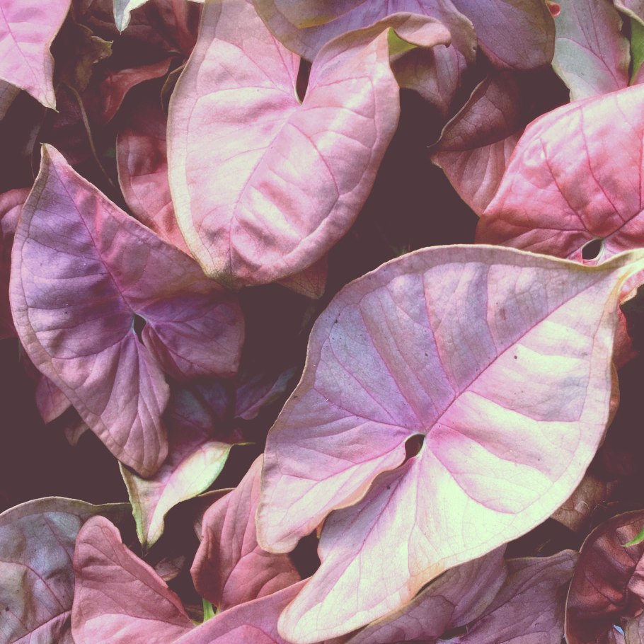 Syngonium Neon robusta