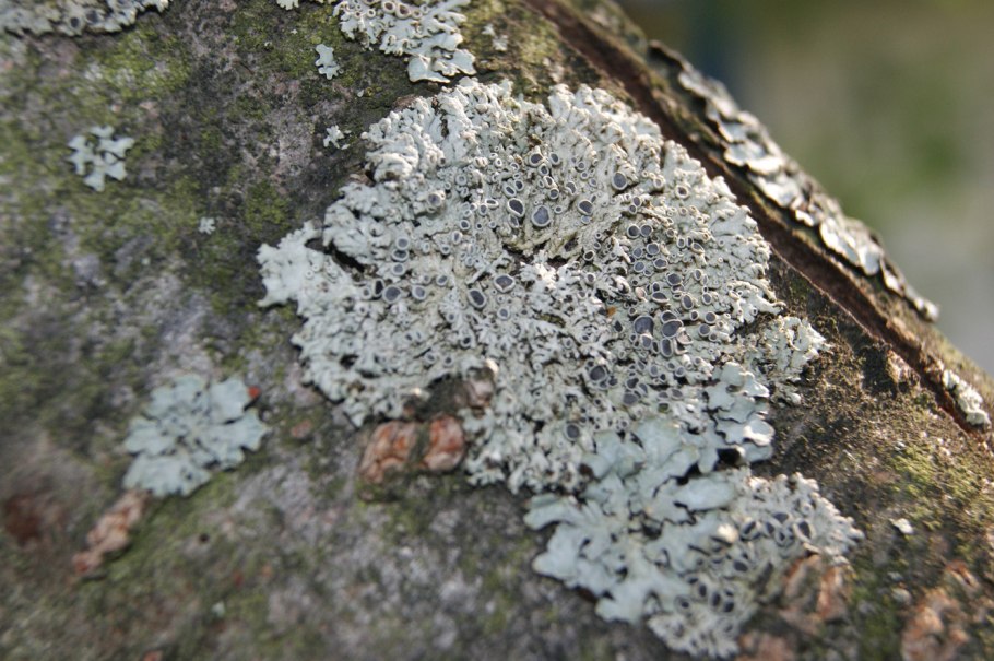 Лишайник биоиндикатор чистоты воздуха
