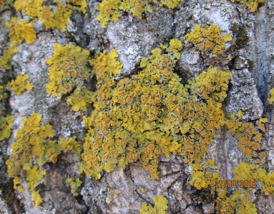 Лихеноиндикация лишайники