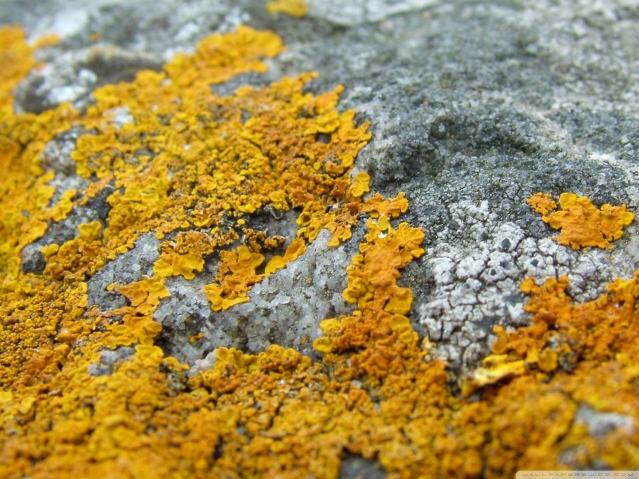 Лакмусовый лишайник