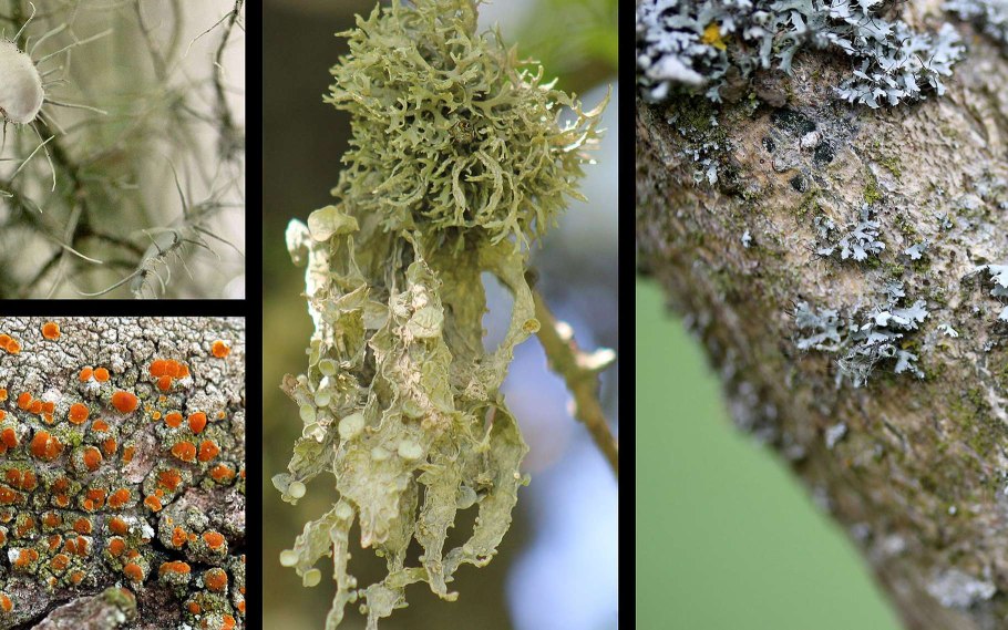 Mobergia лишайник