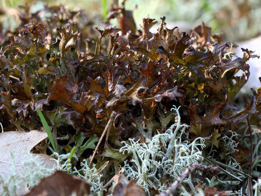 Cladonia cristatella