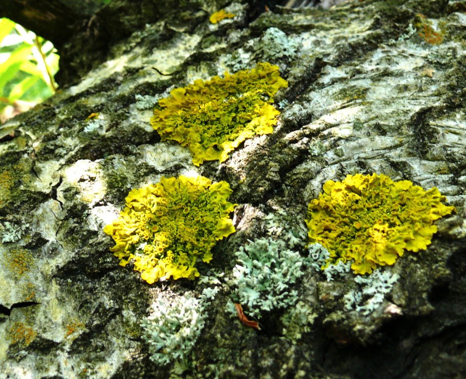 Цианобактерии в лишайниках