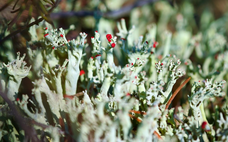 Лишайники биоиндикаторы