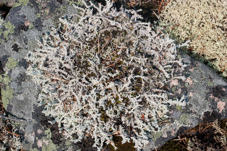 Желтый накипной лишайник