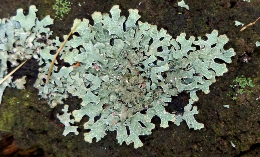 Ramalina Pollinaria