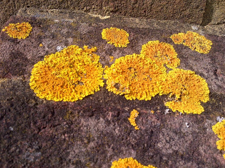 Мхи плесневые грибы