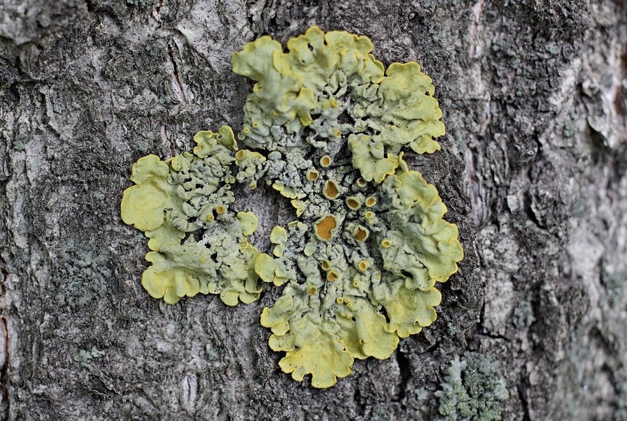 Лишайники это индикаторы чистого воздуха