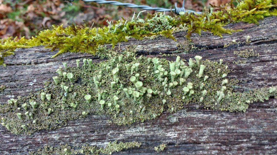 Лобария легочная Lobaria Pulmonaria