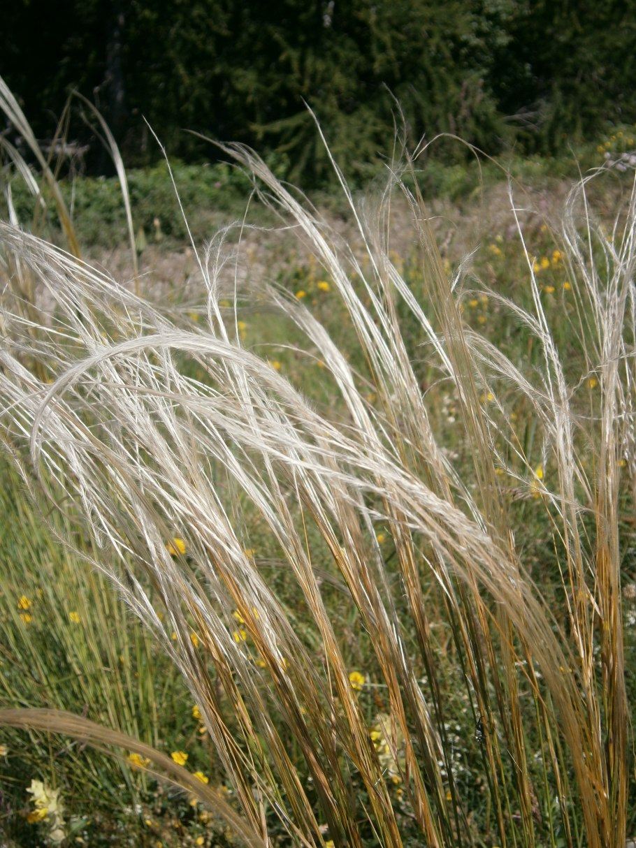 Ковыль (Stipa)