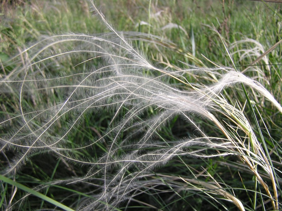 Ковыль перистый (Stipa pennata l.)