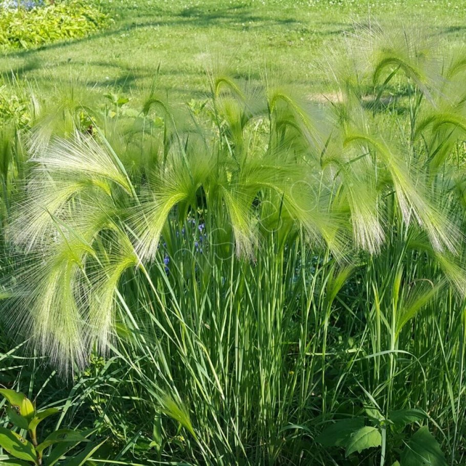 Ячмень гривастый (Hordeum jubatum)