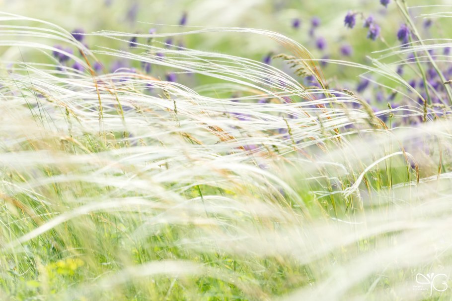 Обои ковыль