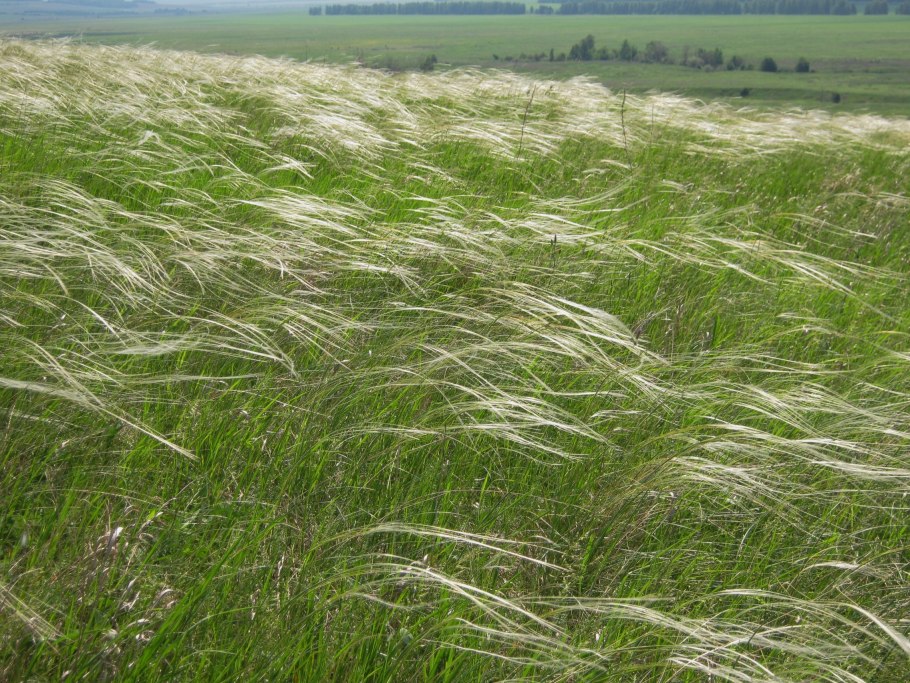 Ковыль перистый (Stipa pennata l.)