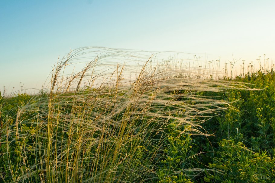 Ковыль ячмень гривастый (Hordeum jubatum)