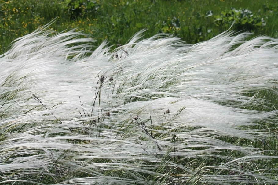 Ковыль перистый (Stipa pennata)