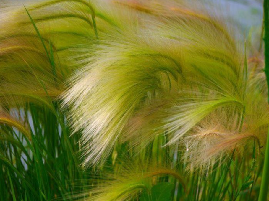 Ковыль перистый (Stipa pennata)