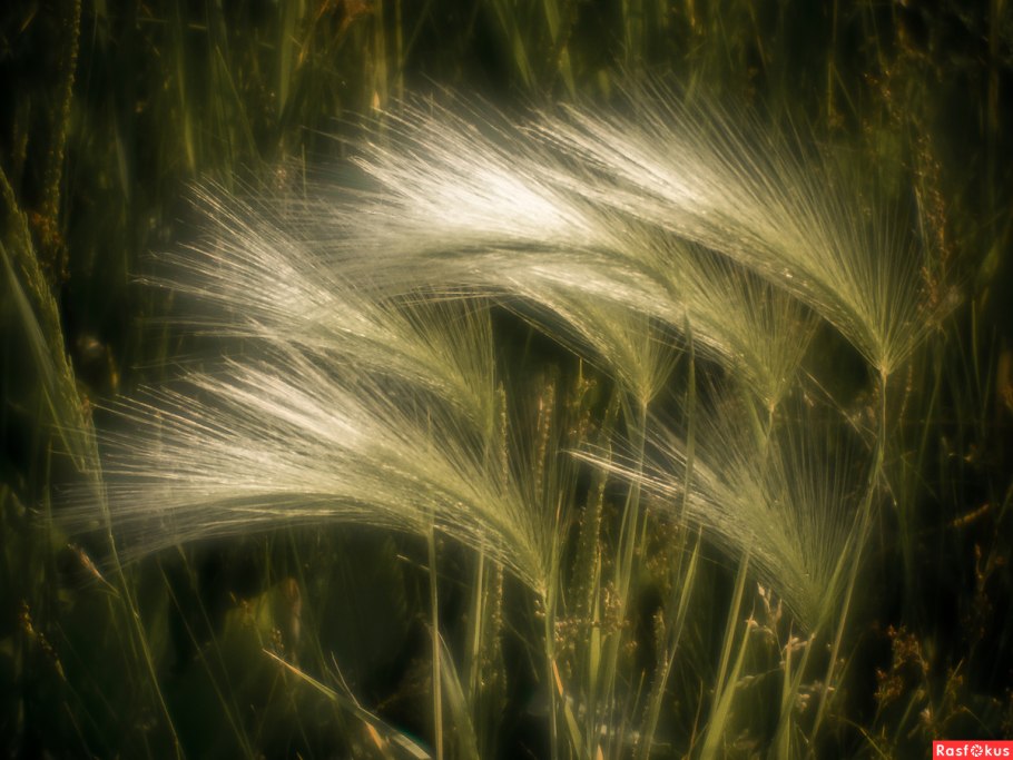 Мохнатая трава ковыль