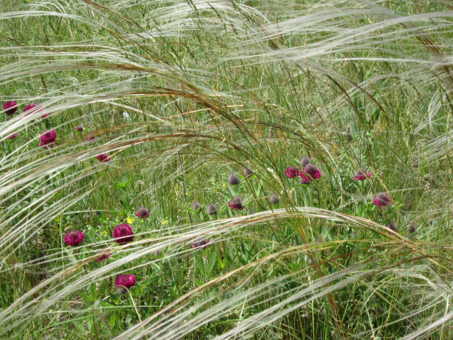 Ковыль, Типчак, кострец, Дрофа, суслик,