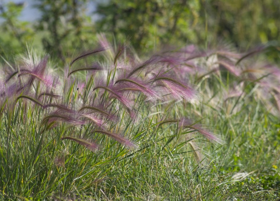 Ковыль перистый соцветие