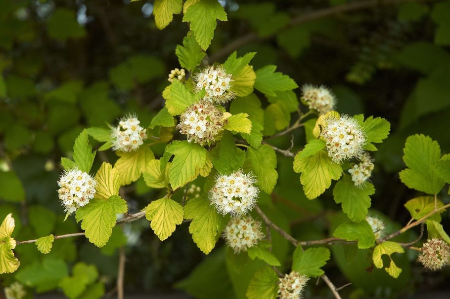 Пузыреплодник калинолистный (Physocarpus opulifolius)