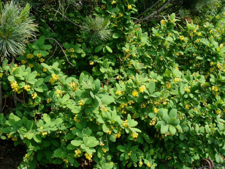 Барбарис Амурский (Berberis amurensis Rupr.)