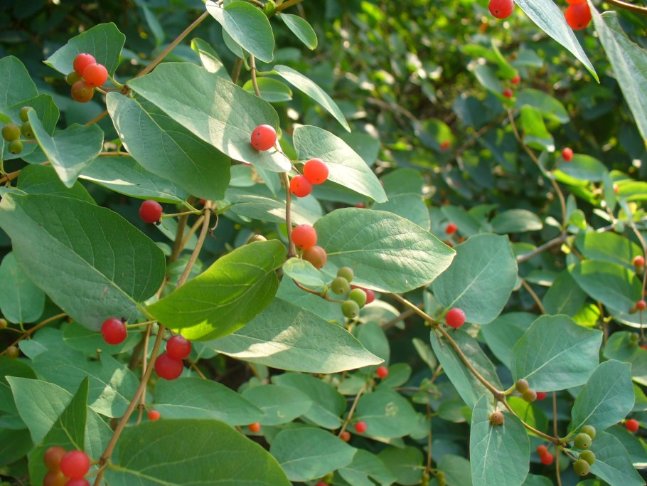 Лесная обыкновенная (Волчья ягода) жимолость