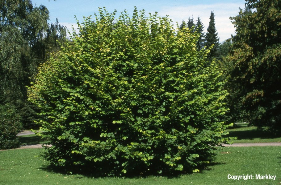 Лещина обыкновенная кустарник