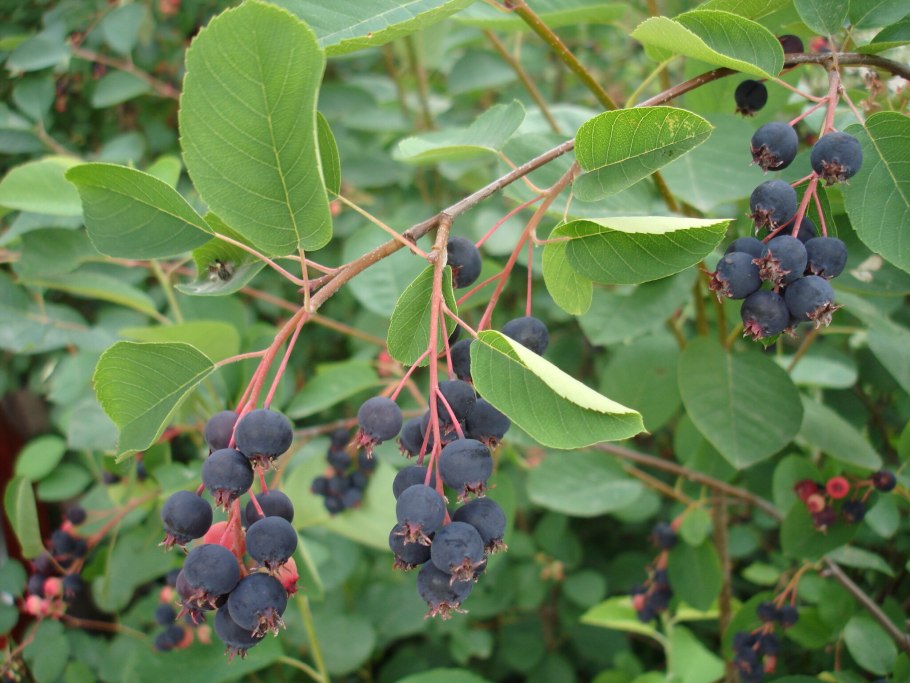 Ирга круглолистная (Amelanchier ovalis)