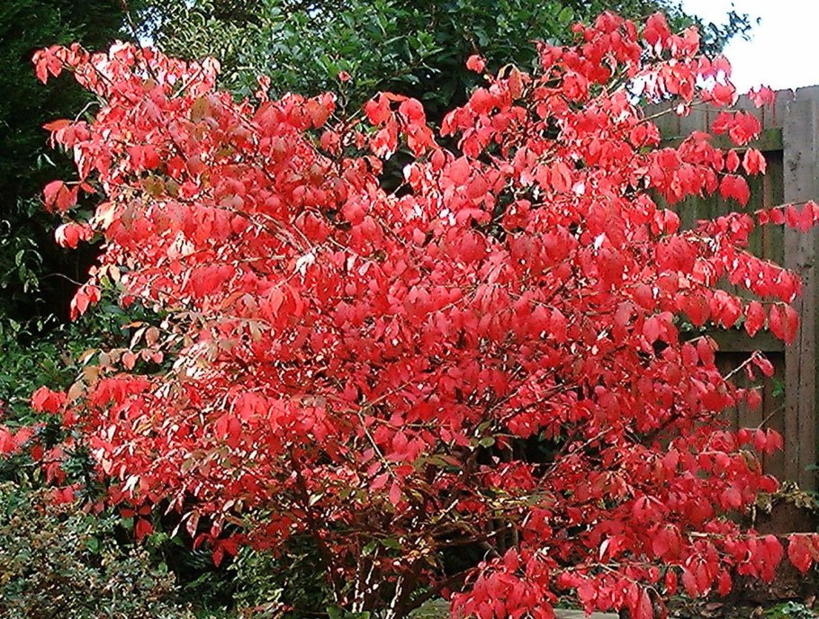 Бересклет Компактус