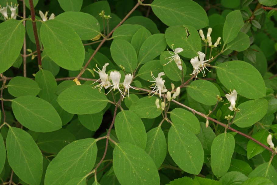 Lonicera xylosteum
