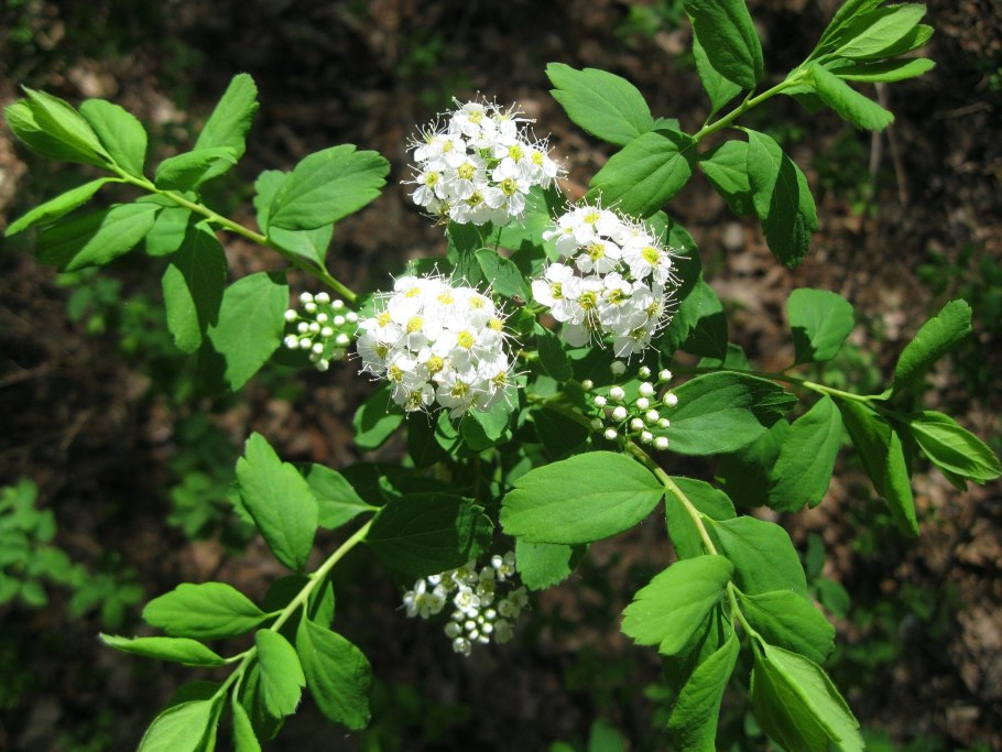 Дикорастущие кустарники России