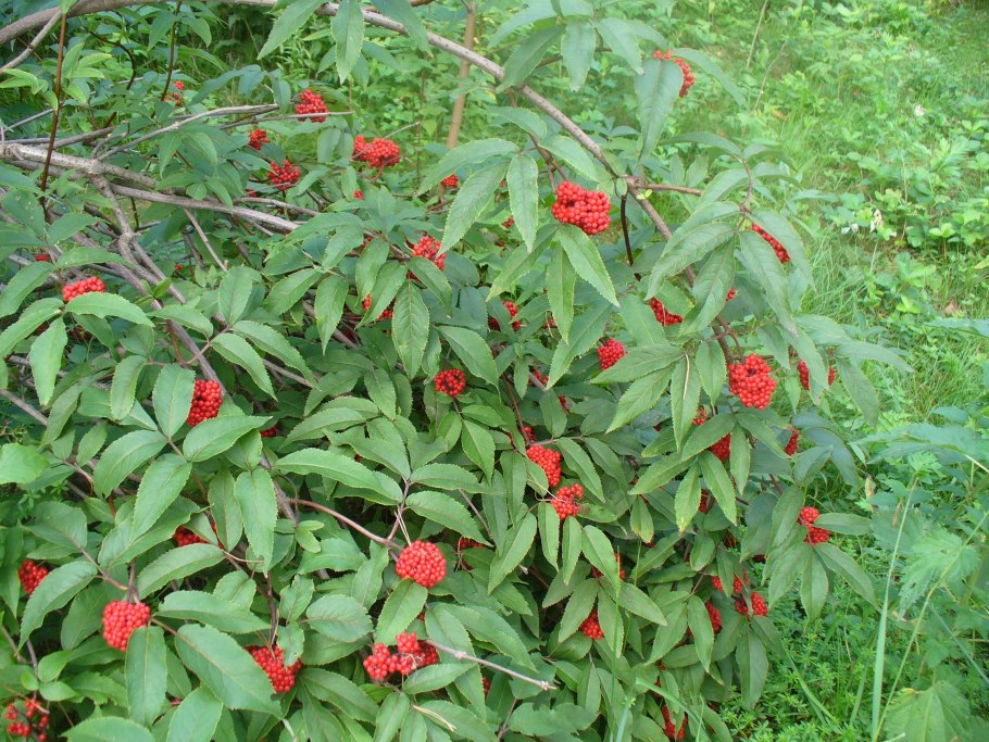 Бузина Дикая Подмосковье