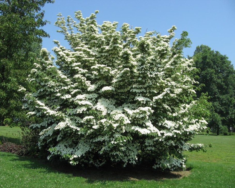 Кустарник Терри