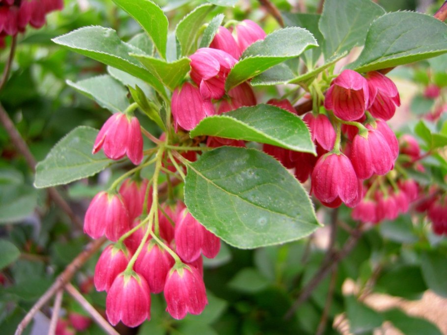 Enkianthus campanulatus